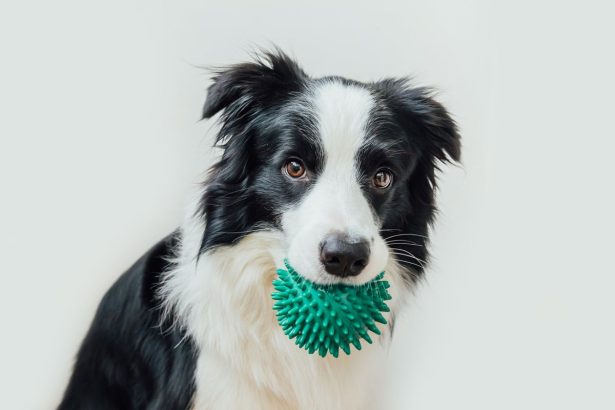 These Clever Dogs Know the Difference between ‘Pull’ and ‘Throw’ Toys