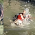 CPD diver rescues runaway dog from Chicago River drainpipe – CWB Chicago