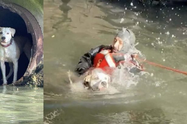 CPD diver rescues runaway dog from Chicago River drainpipe – CWB Chicago