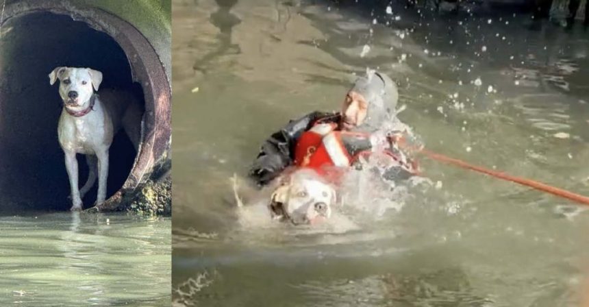 CPD diver rescues runaway dog from Chicago River drainpipe – CWB Chicago