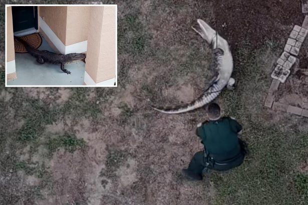 Wild video shows deputies lasso hulking, 6-foot gator in resident’s yard, wrestle it into cruiser: ‘A Florida classic!’