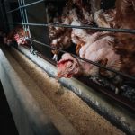 Customers ‘don’t want cage eggs’