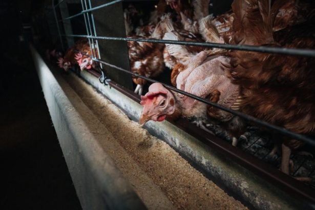 Customers ‘don’t want cage eggs’