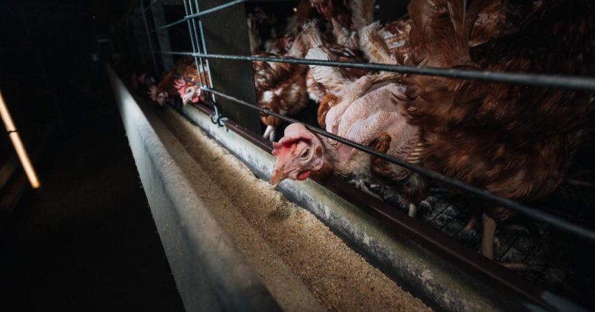 Customers ‘don’t want cage eggs’