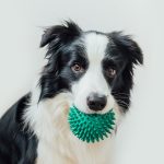 Dogs with Large Vocabularies Can Understand Category Words, Not Just Names