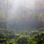 La Cumplida shows how coffee can restore ecosystems and economies