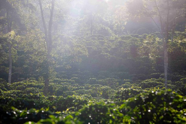 La Cumplida shows how coffee can restore ecosystems and economies