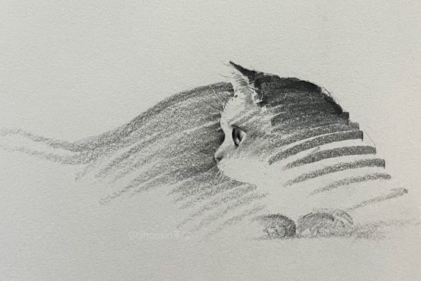 Expressive Kitties Emerge from Energetic Graphite Lines in Drawings by ShouXin — Colossal