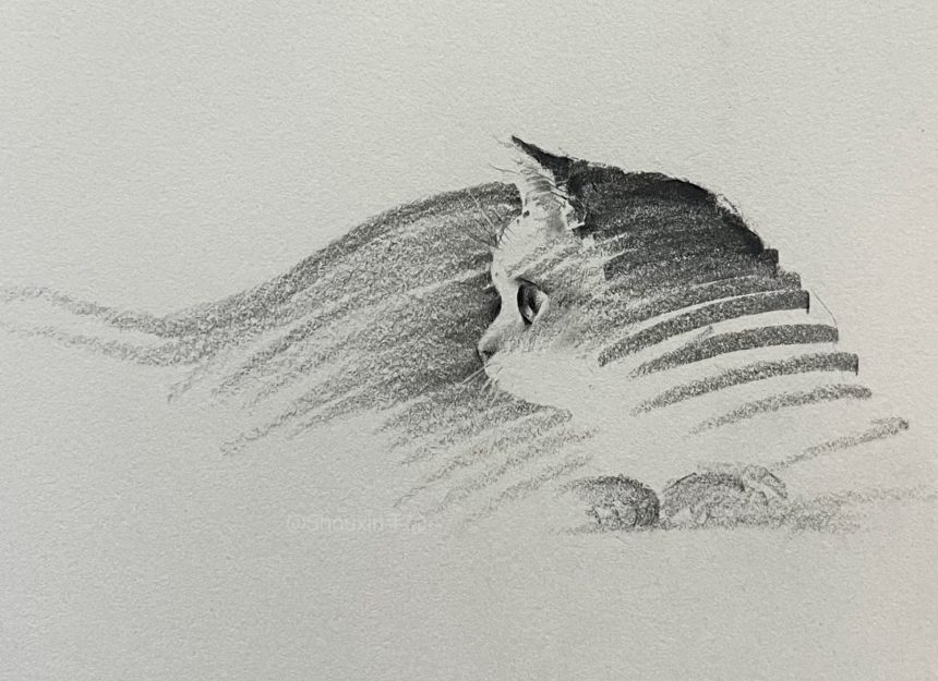 Expressive Kitties Emerge from Energetic Graphite Lines in Drawings by ShouXin — Colossal