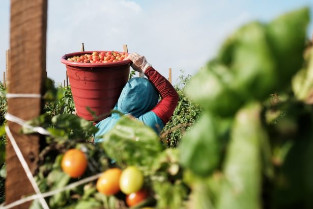 Farmworkers already face harsh conditions. Now they may have to deal with a pay cut.