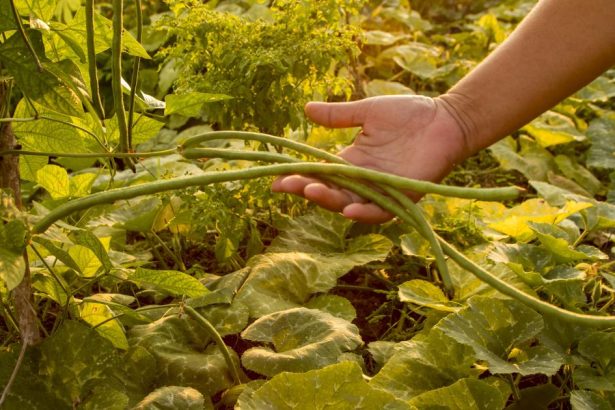 Food sovereignty for climate justice