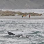 Humpback whale stranded in Blueskin Bay