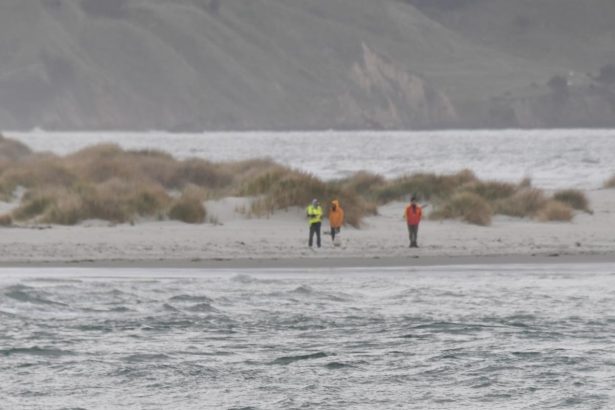 Humpback whale stranded in Blueskin Bay