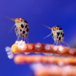 ‘Ladybugs of the Sea’ Take Top Honors in the 2025 Ocean Photographer of the Year Contest — Colossal