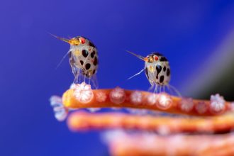 ‘Ladybugs of the Sea’ Take Top Honors in the 2025 Ocean Photographer of the Year Contest — Colossal