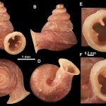 Meet the “Microsnail” Named After Picasso