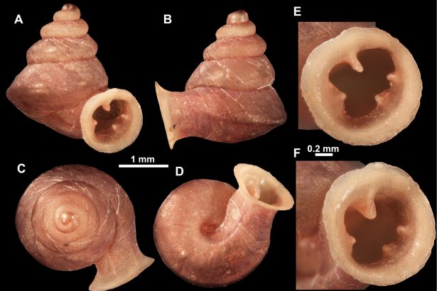Meet the “Microsnail” Named After Picasso