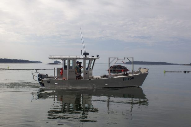Meet the small business owners electrifying Maine’s rural coast
