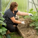 Mulch 101: Mulching Your Soil for a Healthy Garden