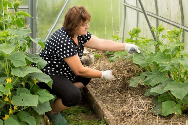 Mulch 101: Mulching Your Soil for a Healthy Garden