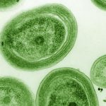Ocean Warming Threatens Microbe That Makes Nearly a Third of Earth’s Oxygen : ScienceAlert