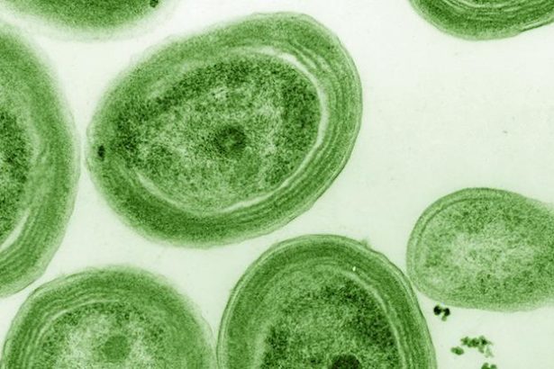 Ocean Warming Threatens Microbe That Makes Nearly a Third of Earth’s Oxygen : ScienceAlert