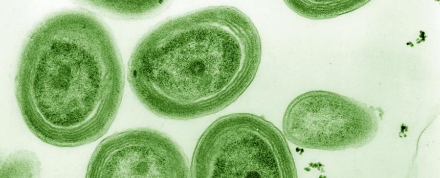 Ocean Warming Threatens Microbe That Makes Nearly a Third of Earth’s Oxygen : ScienceAlert