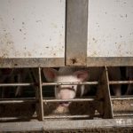 Pig and poultry farming pollution scandal