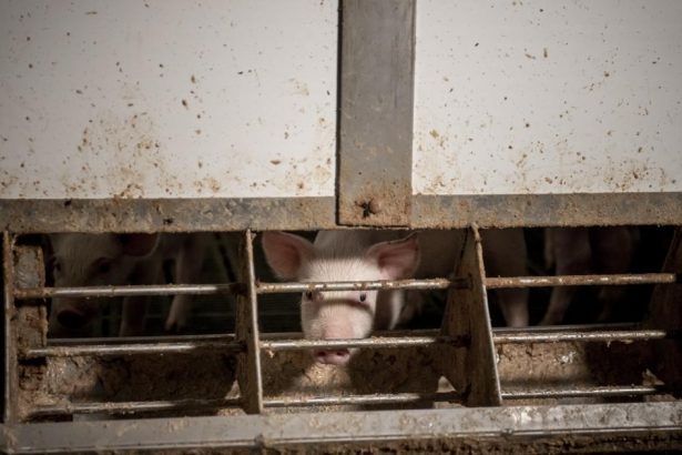 Pig and poultry farming pollution scandal