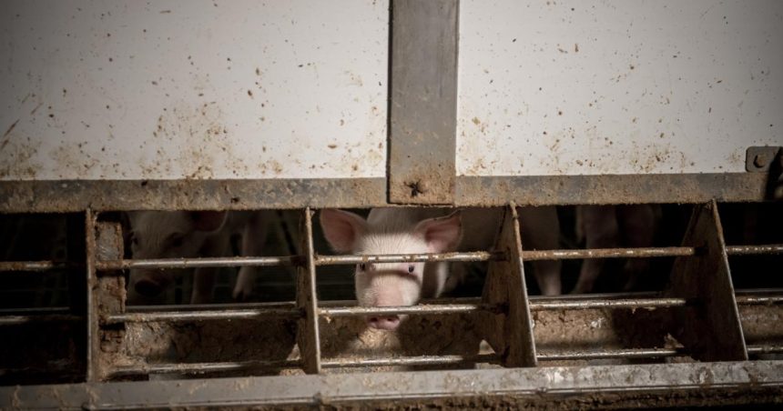 Pig and poultry farming pollution scandal