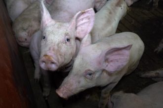 Pig farm horror exposed