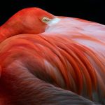 Birds dazzle and amaze in stunning new photographs