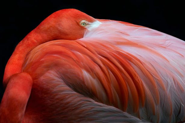Birds dazzle and amaze in stunning new photographs