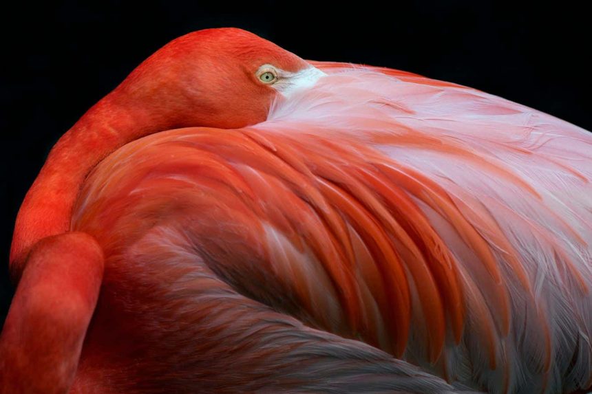Birds dazzle and amaze in stunning new photographs