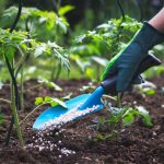 How to pick the right fertiliser for all your different plants