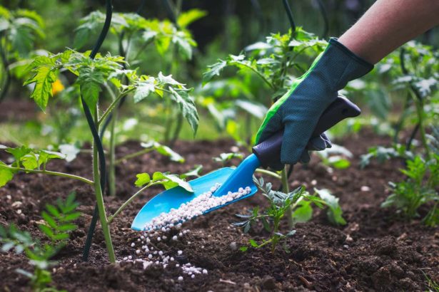 How to pick the right fertiliser for all your different plants