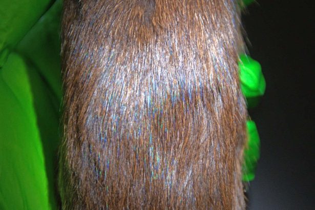 Iridescent mammals are much more common than we thought