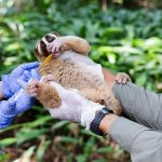 Dramatic photos show bid to save the Javan slow loris
