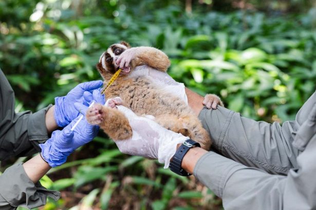 Dramatic photos show bid to save the Javan slow loris