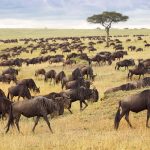 ‘Great Migration’ involves far fewer wildebeest than we had thought