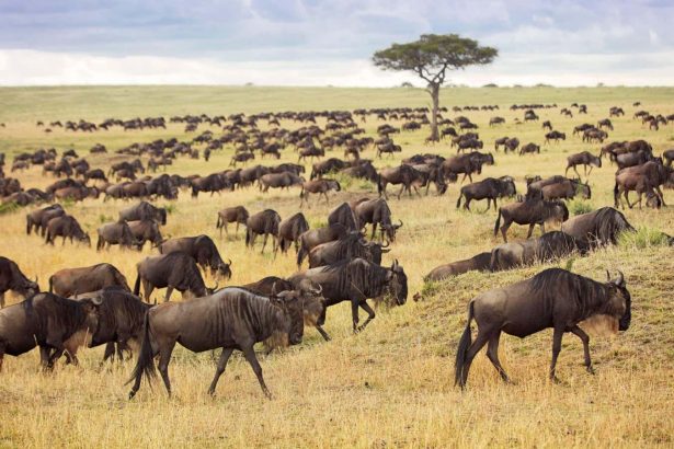 ‘Great Migration’ involves far fewer wildebeest than we had thought