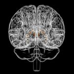 Tiny structure in the brain could be driving how much you eat