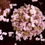 Antibody cocktail could work as a universal flu treatment