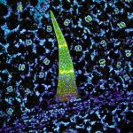 Amazing images expose inner world of mind-blowing plants and fungi