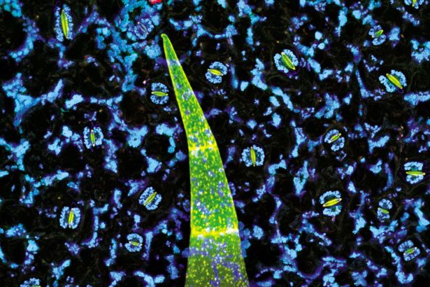 Amazing images expose inner world of mind-blowing plants and fungi