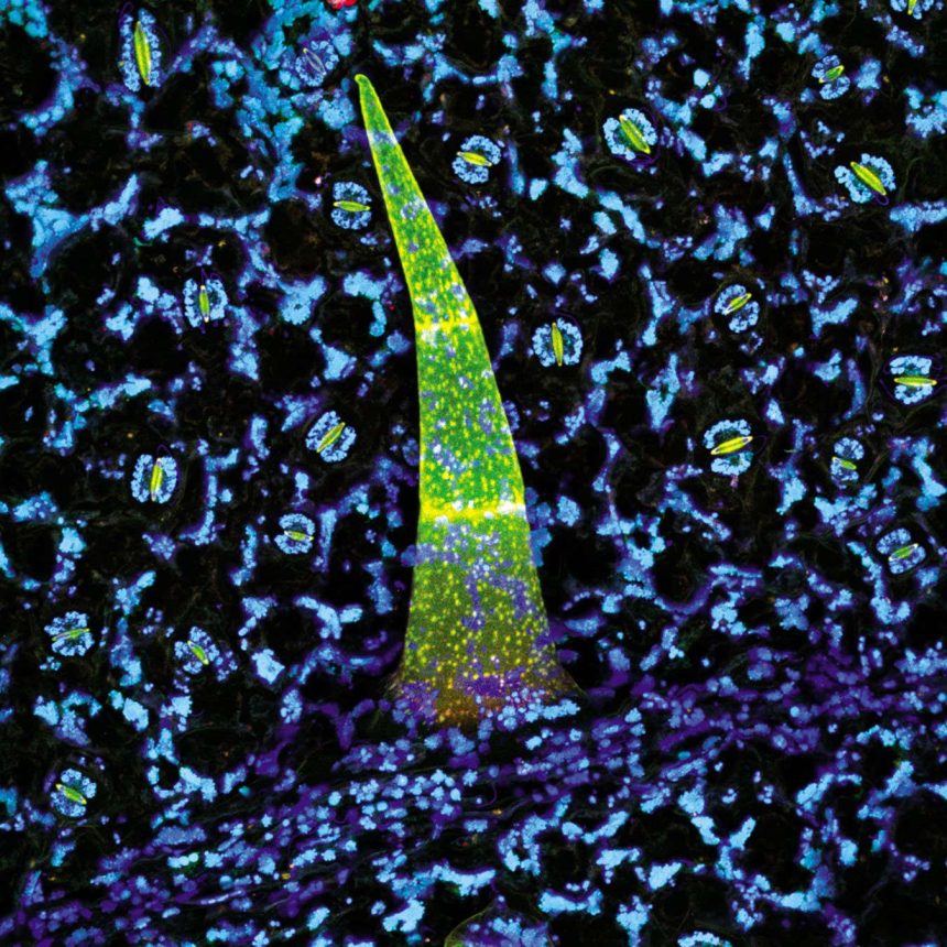Amazing images expose inner world of mind-blowing plants and fungi