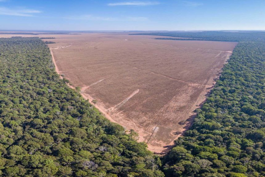 Cutting down the Amazon will bring extreme rain, wind and heat