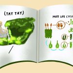How Taylor Swift is helping botany gain celebrity status