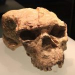 Reconstructed skull gives surprising clues to our enigmatic Ancestor X