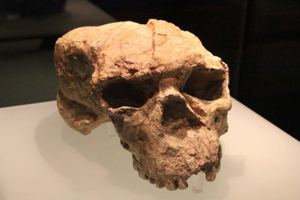 Reconstructed skull gives surprising clues to our enigmatic Ancestor X